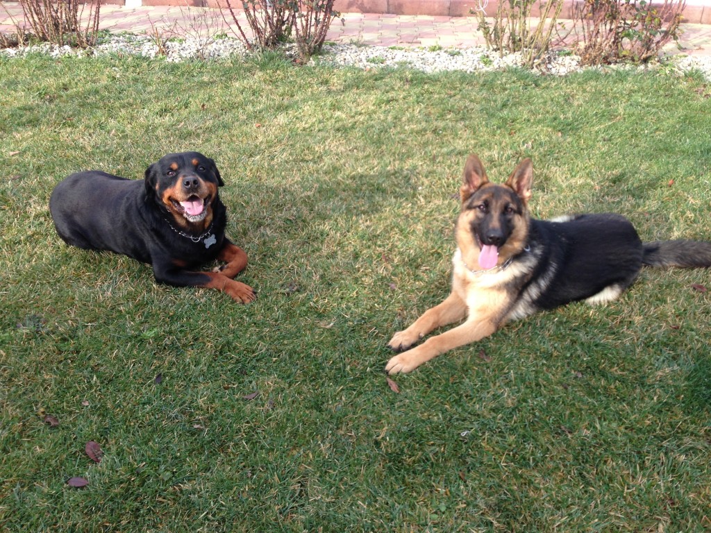 My Dogs